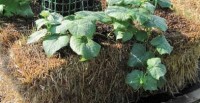 cukes in straw bale