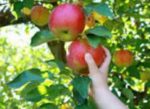 picking-apples